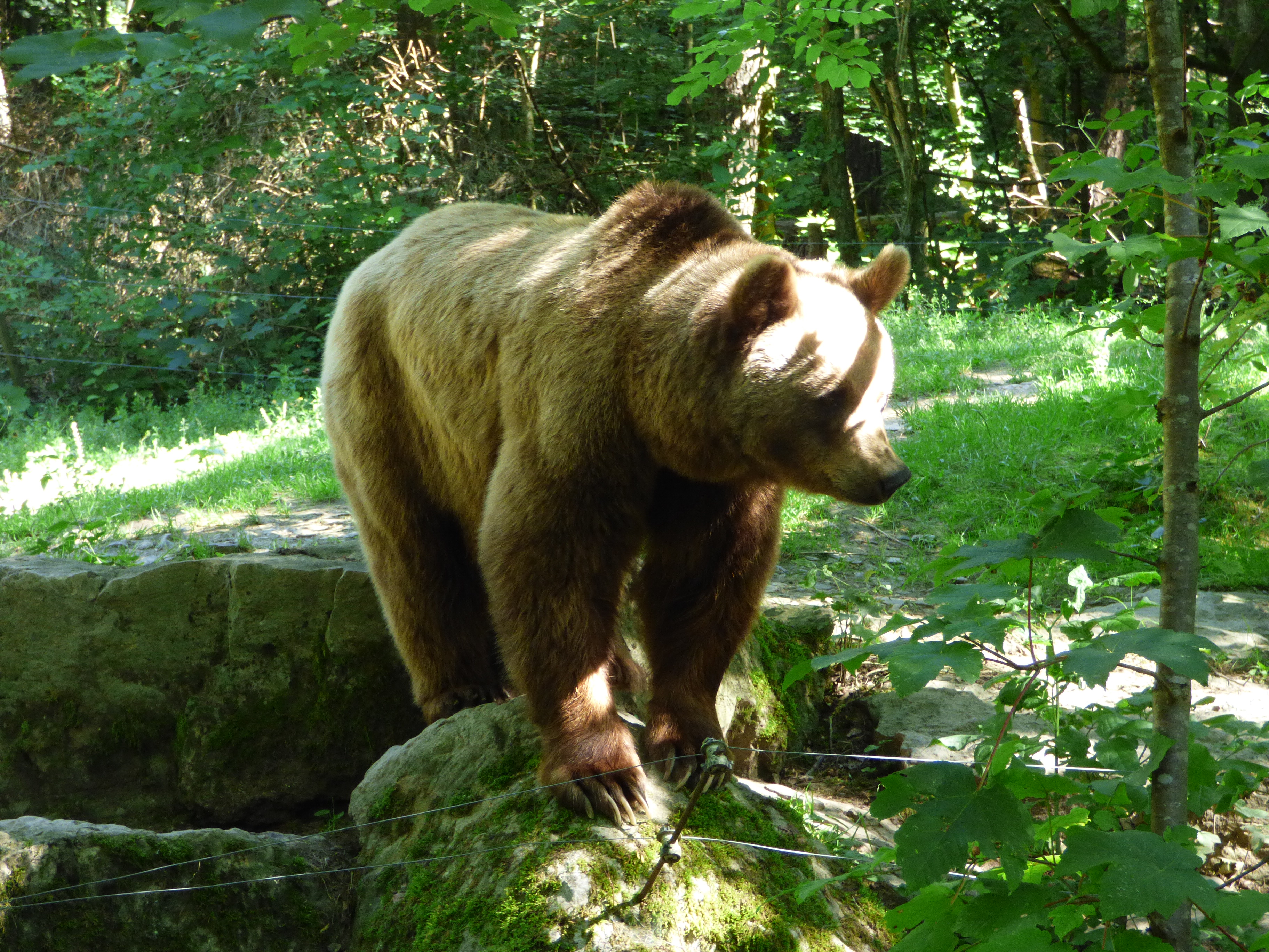 Jupfis go WILD